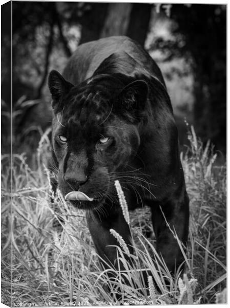 The Elusive Black Jaguar Canvas Print by Adrian Rowley