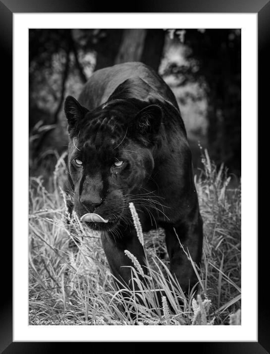 The Elusive Black Jaguar Framed Mounted Print by Adrian Rowley