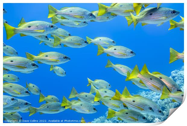One Spot Snappers in the Red Sea Egypt Print by Dave Collins