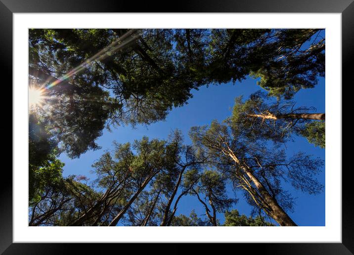 Sunshine through the tree tops Framed Mounted Print by Leighton Collins