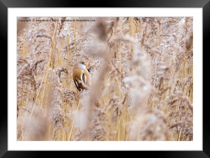 Bearded Tit. Framed Mounted Print by Angela Aird