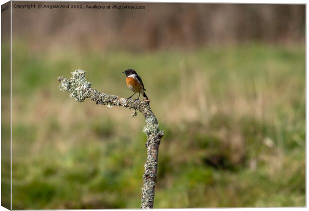 Stonechat. Canvas Print by Angela Aird