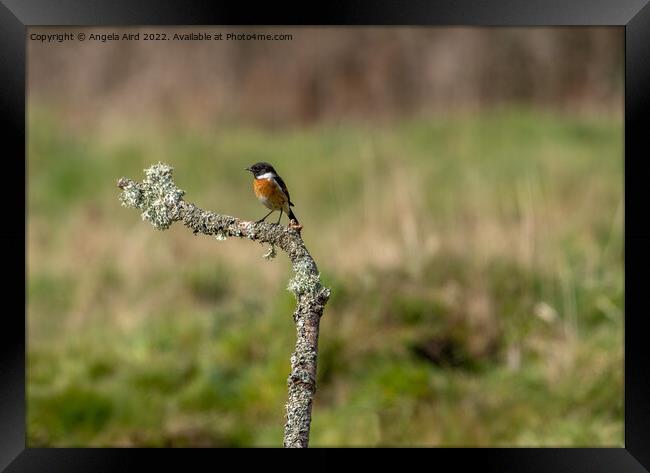 Stonechat. Framed Print by Angela Aird