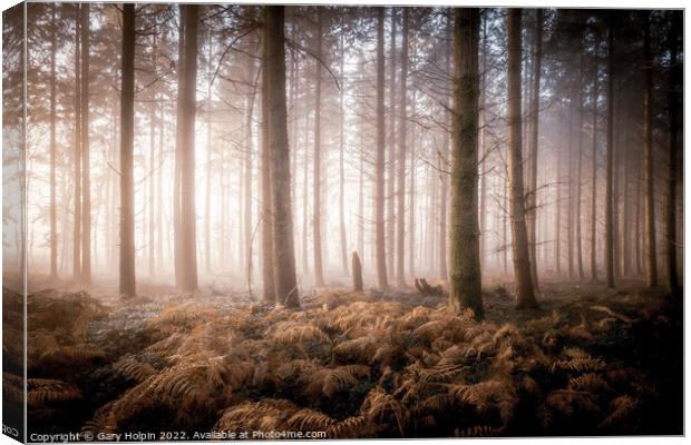 First light in the misty woodland Canvas Print by Gary Holpin