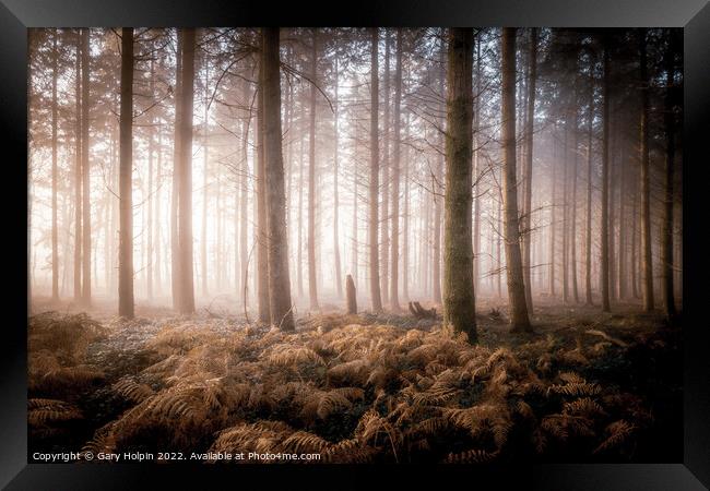 First light in the misty woodland Framed Print by Gary Holpin