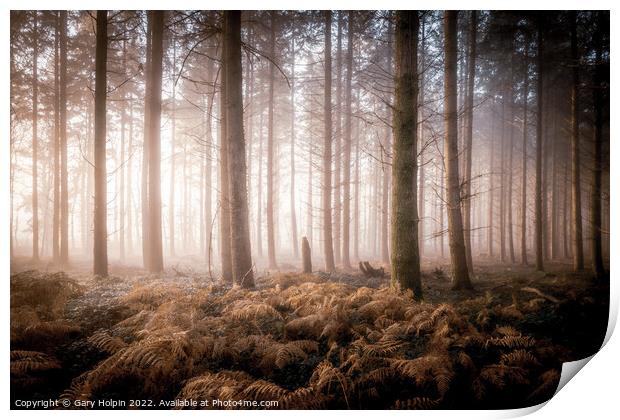 First light in the misty woodland Print by Gary Holpin