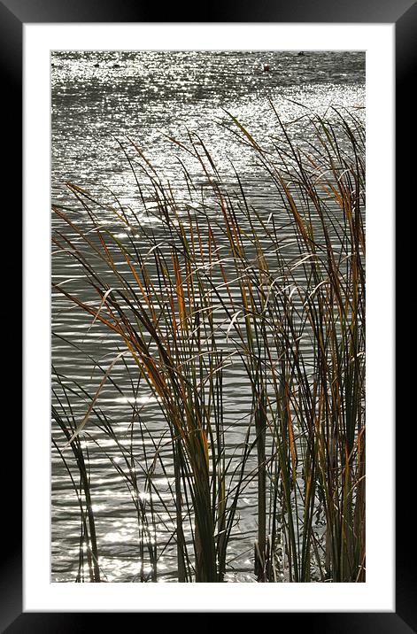 Autumn Reeds Framed Mounted Print by graham young