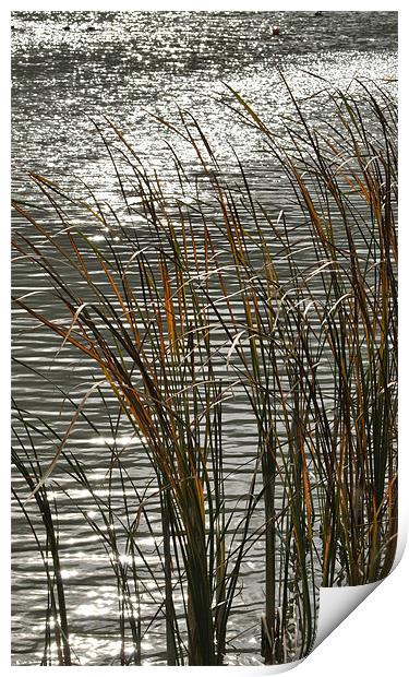 Autumn Reeds Print by graham young