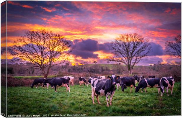 Cows at sunrise Canvas Print by Gary Holpin