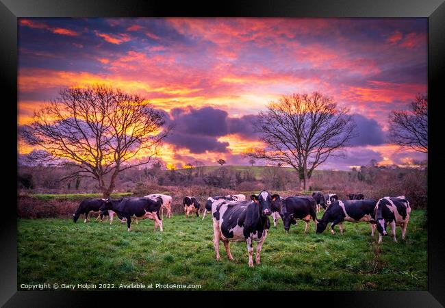 Cows at sunrise Framed Print by Gary Holpin