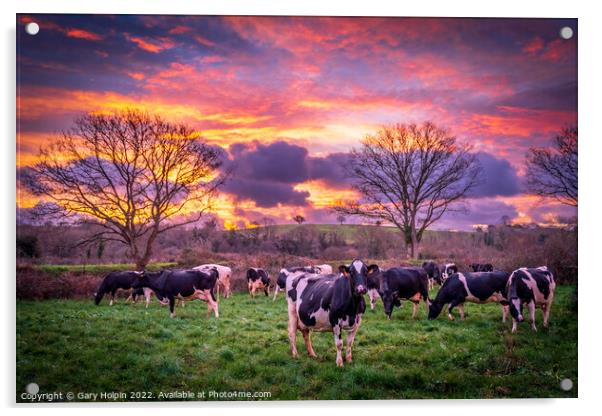 Cows at sunrise Acrylic by Gary Holpin