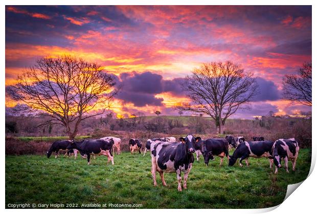 Cows at sunrise Print by Gary Holpin