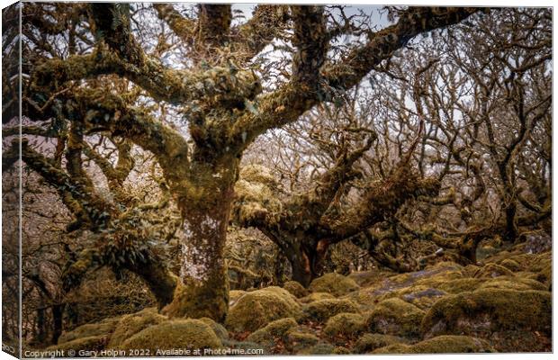 Wistmans wood Dartmoor Canvas Print by Gary Holpin