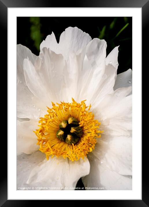 Wet White Peony Framed Mounted Print by STEPHEN THOMAS