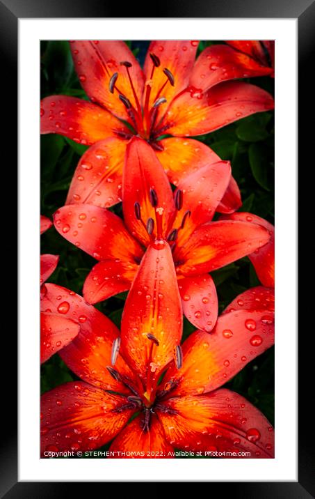 Red & Orange Lilies Framed Mounted Print by STEPHEN THOMAS