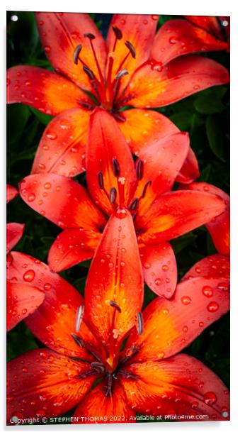 Red & Orange Lilies Acrylic by STEPHEN THOMAS