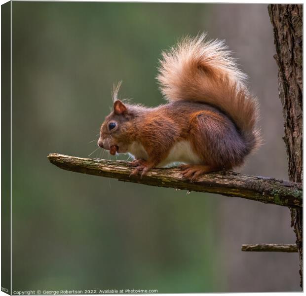 A Red Squirrel sitting on tree branch Canvas Print by George Robertson
