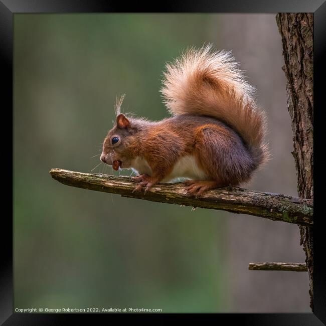 A Red Squirrel sitting on tree branch Framed Print by George Robertson