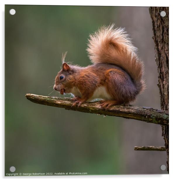 A Red Squirrel sitting on tree branch Acrylic by George Robertson