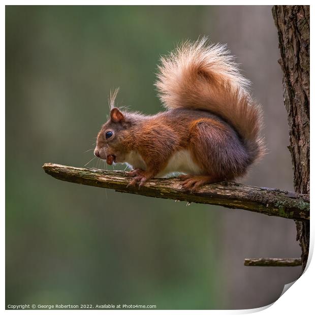 A Red Squirrel sitting on tree branch Print by George Robertson