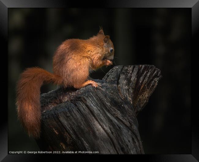 Red Squirrel In the light Framed Print by George Robertson