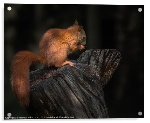Red Squirrel In the light Acrylic by George Robertson