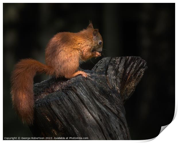 Red Squirrel In the light Print by George Robertson