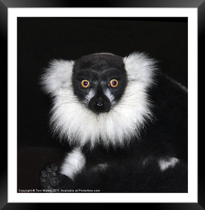 Black and white ruffed lemur Framed Mounted Print by Terri Waters