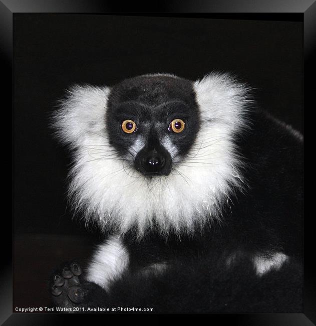 Black and white ruffed lemur Framed Print by Terri Waters