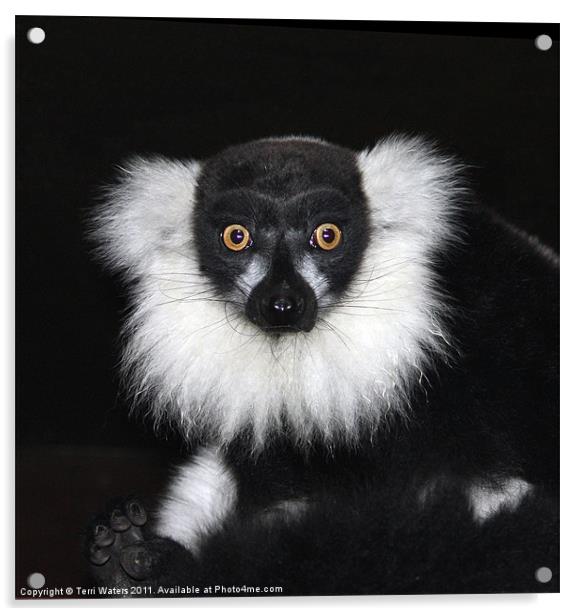 Black and white ruffed lemur Acrylic by Terri Waters