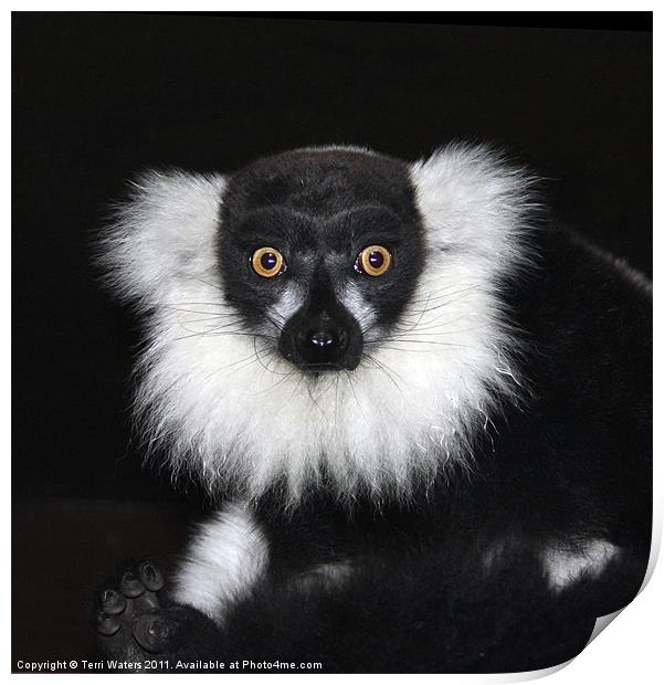 Black and white ruffed lemur Print by Terri Waters