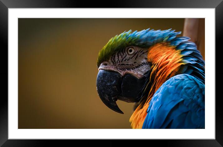 Close up headshot of the blue-and-yellow macaw, also known as the blue-and-gold macaw, is a large South American parrot, scientific name Ara ararauna Framed Mounted Print by Arpan Bhatia