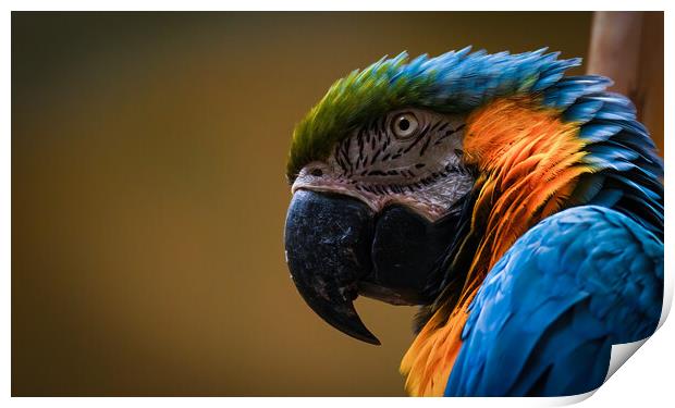Close up headshot of the blue-and-yellow macaw, also known as the blue-and-gold macaw, is a large South American parrot, scientific name Ara ararauna Print by Arpan Bhatia