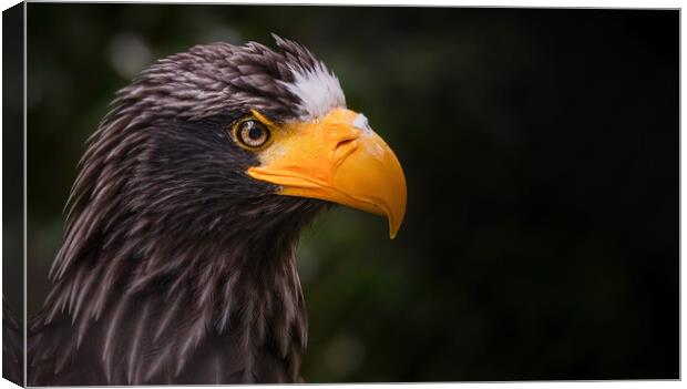 Close up portrait of a Steller's sea eagle, also known as Pacific sea eagle or white-shouldered eagle, is a large diurnal bird of prey in the family Accipitridae, Haliaeetus pelagicus Canvas Print by Arpan Bhatia