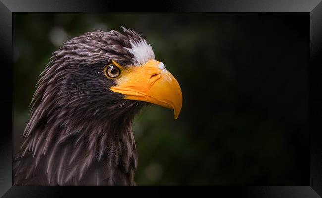 Close up portrait of a Steller's sea eagle, also known as Pacific sea eagle or white-shouldered eagle, is a large diurnal bird of prey in the family Accipitridae, Haliaeetus pelagicus Framed Print by Arpan Bhatia