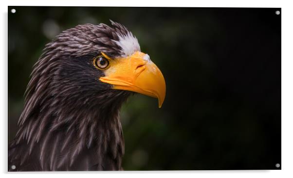 Close up portrait of a Steller's sea eagle, also known as Pacific sea eagle or white-shouldered eagle, is a large diurnal bird of prey in the family Accipitridae, Haliaeetus pelagicus Acrylic by Arpan Bhatia
