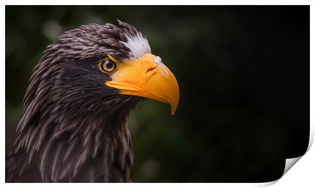 Close up portrait of a Steller's sea eagle, also known as Pacific sea eagle or white-shouldered eagle, is a large diurnal bird of prey in the family Accipitridae, Haliaeetus pelagicus Print by Arpan Bhatia
