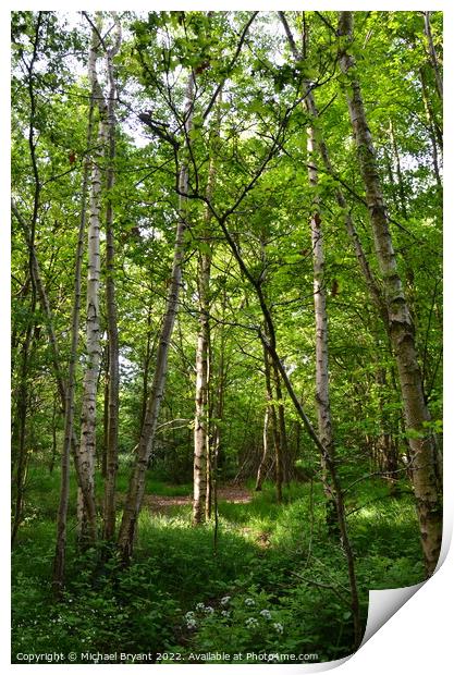 ,highwoods country park colchester Print by Michael bryant Tiptopimage