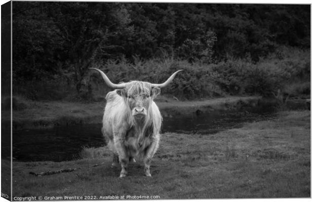 Highland Cow - Monochrome Canvas Print by Graham Prentice