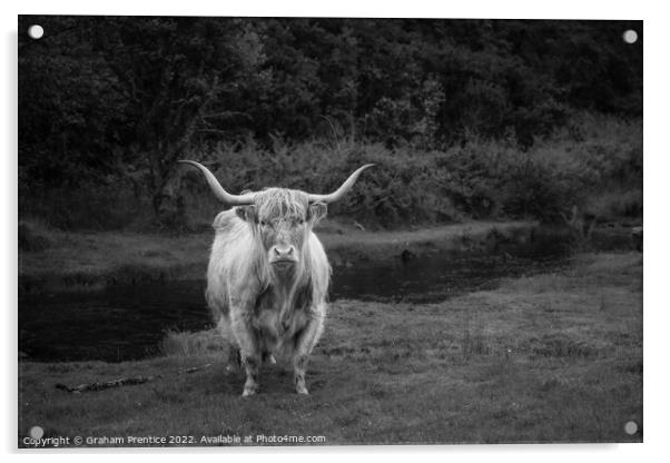 Highland Cow - Monochrome Acrylic by Graham Prentice