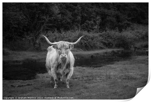 Highland Cow - Monochrome Print by Graham Prentice