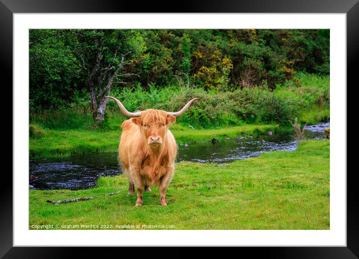 Highland Cow Framed Mounted Print by Graham Prentice