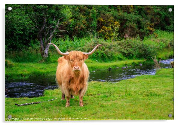 Highland Cow Acrylic by Graham Prentice