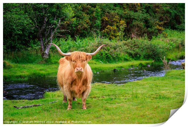 Highland Cow Print by Graham Prentice