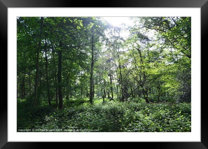 Plant tree Framed Mounted Print by Michael bryant Tiptopimage