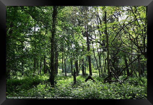 highwoods country park colchester Framed Print by Michael bryant Tiptopimage
