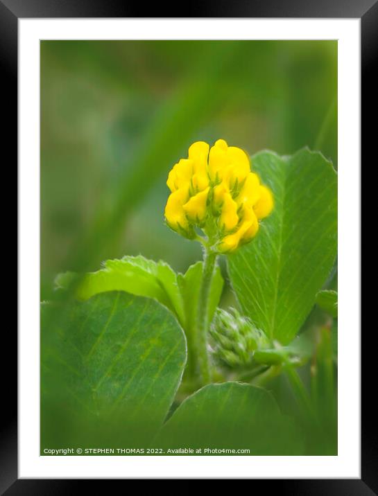  Little Hop Clover - Macro Framed Mounted Print by STEPHEN THOMAS