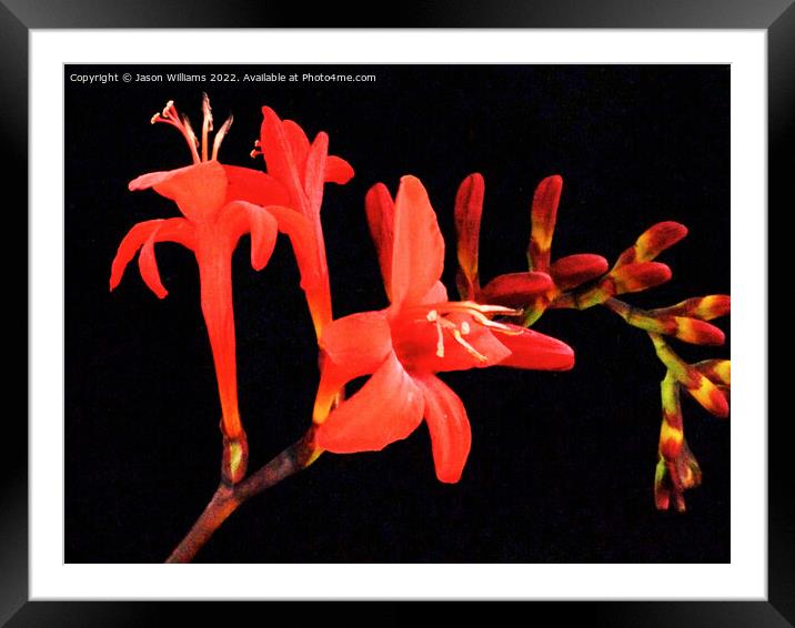 Montbretia Framed Mounted Print by Jason Williams
