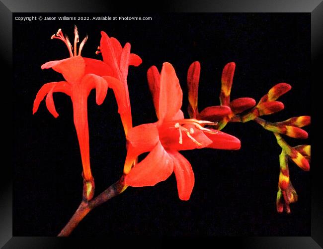 Montbretia Framed Print by Jason Williams