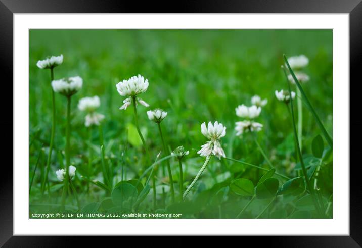 White Clover Framed Mounted Print by STEPHEN THOMAS